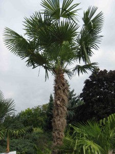 trachycarpus-fortunei.jpg
